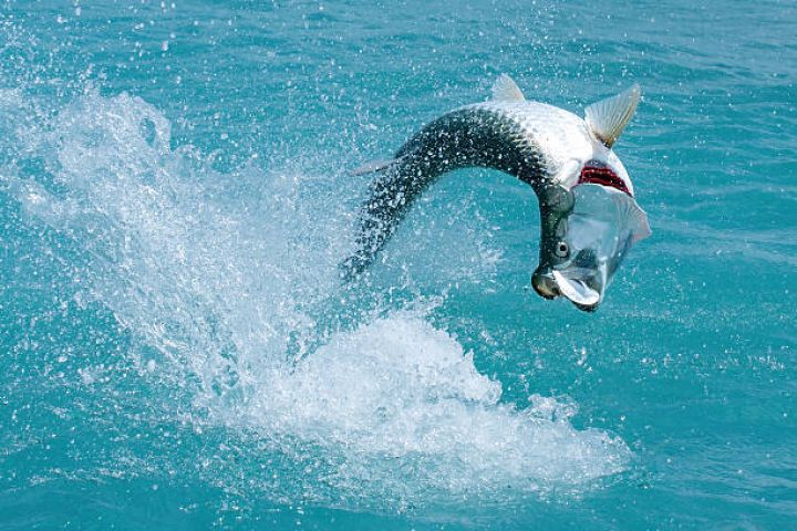 Kənd təsərrüfatına verilən vergi güzəştləri balıqçılığa da şamil ediləcək