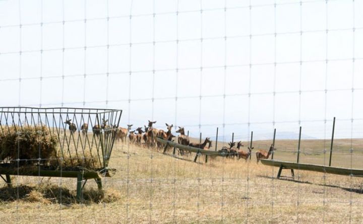 Azərbaycanın "Safari Park"ı turist qəbuluna hazırlaşır